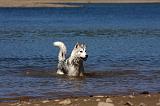 SIBERIAN HUSKY 570